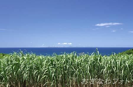 サトウキビと海