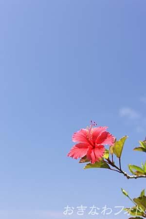 ハイビスカス