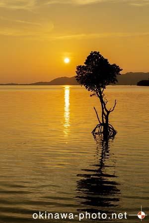 一本マングローブ