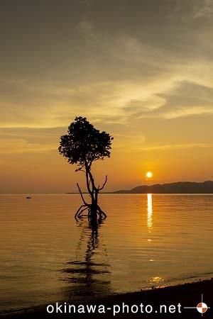 一本マングローブ