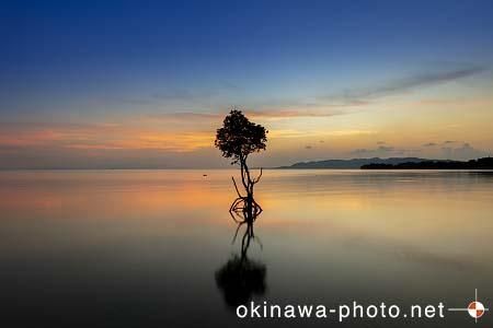 一本マングローブ