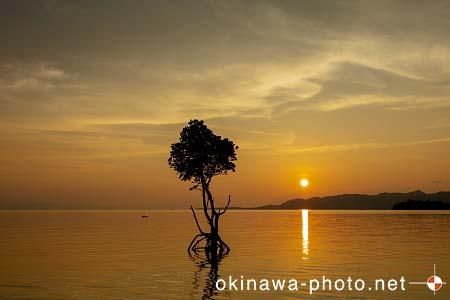 一本マングローブ