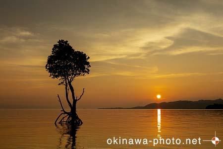 一本マングローブ