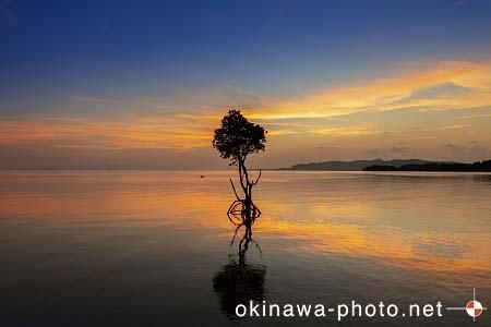 一本マングローブ