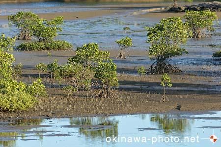 マングローブ