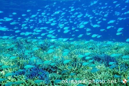 サンゴ（西部／上原）