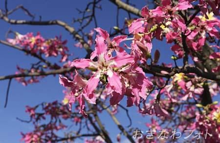 トックリキワタ