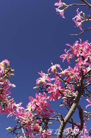 トックリキワタ