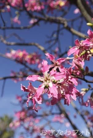 トックリキワタ