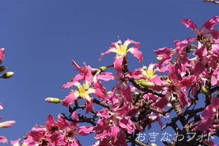 トックリキワタ