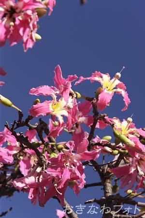 トックリキワタ