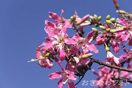 トックリキワタ