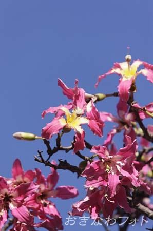 トックリキワタ