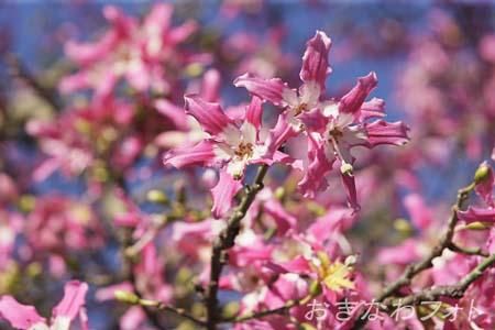 トックリキワタ