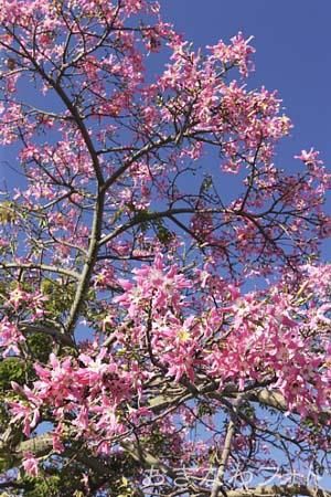 トックリキワタ