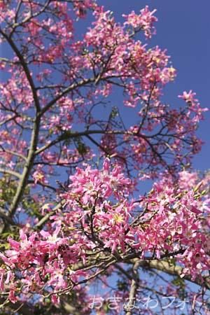 トックリキワタ