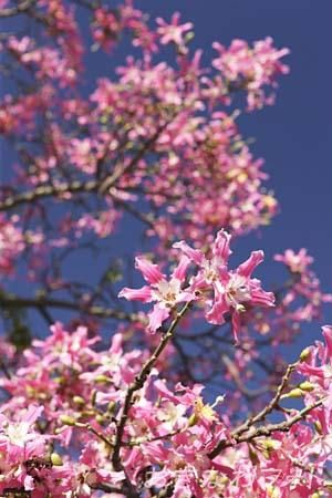 トックリキワタ