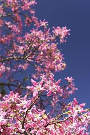 トックリキワタ