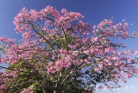 トックリキワタ