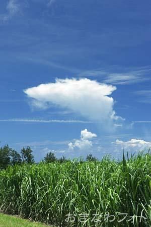 サトウキビ畑