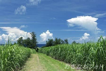 サトウキビのある風景