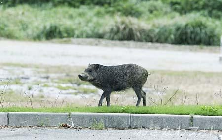 リュウキュウイノシシ