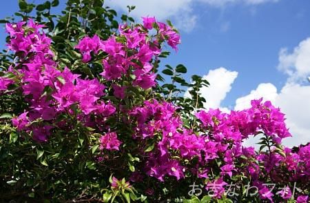 ブーゲンビリア