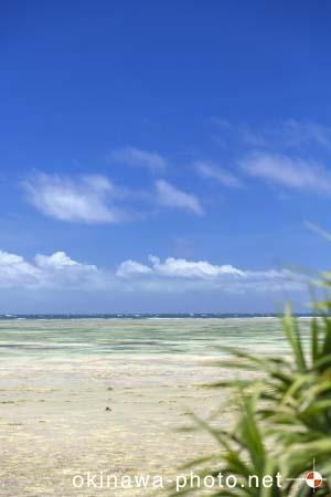 パナリトゥフリ