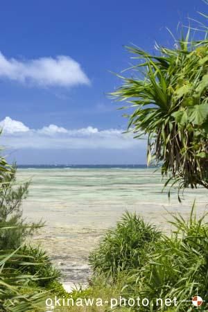 パナリトゥフリ