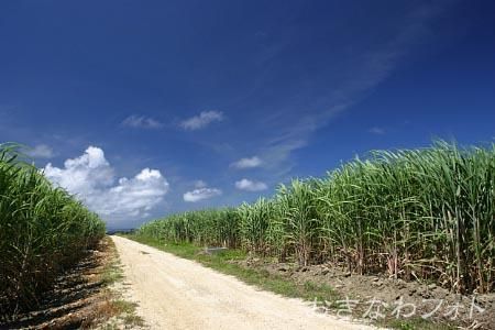 サトウキビのある風景