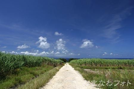 サトウキビのある風景