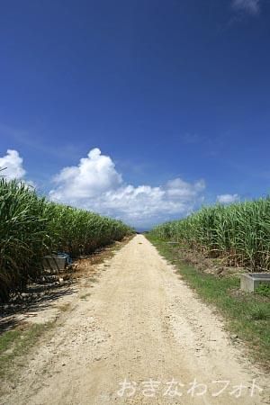 サトウキビのある風景