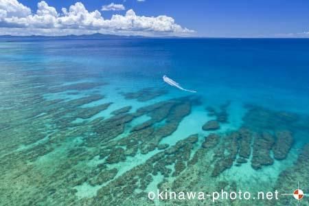 ゴリラチョップ