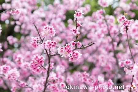 寒緋桜