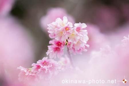 寒緋桜