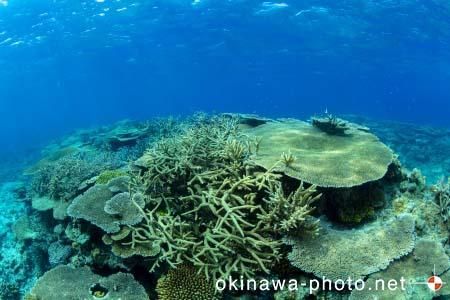 安慶名敷島周辺