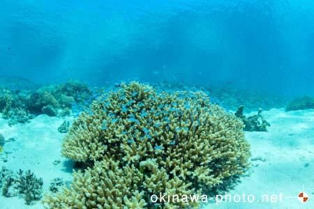 阿真ビーチ周辺