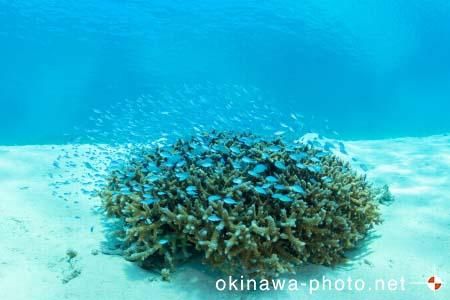 阿真ビーチ周辺