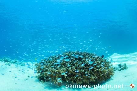 阿真ビーチ周辺