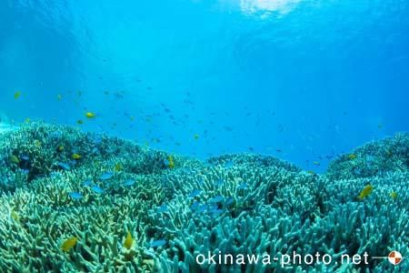 阿真ビーチ周辺