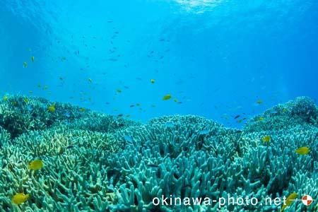 阿真ビーチ周辺