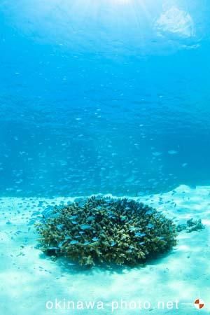 阿真ビーチ周辺