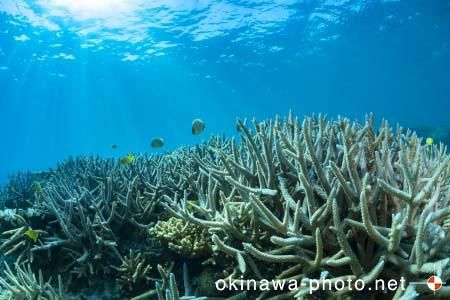 安慶名敷島周辺