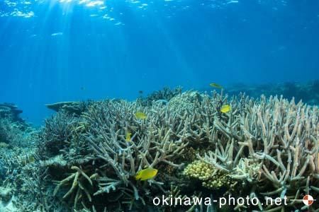 安慶名敷島周辺