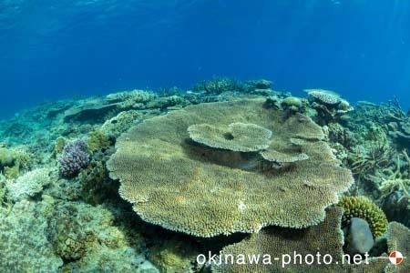 安慶名敷島周辺