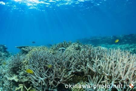 安慶名敷島周辺