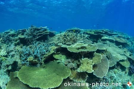 安慶名敷島周辺