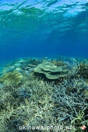 安慶名敷島周辺