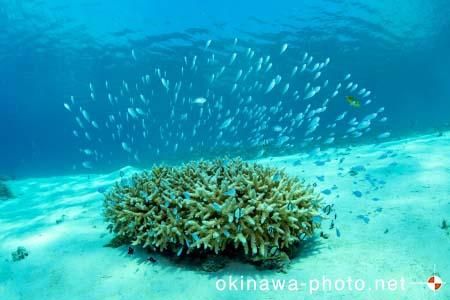 阿真ビーチ周辺