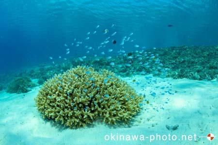 阿真ビーチ周辺